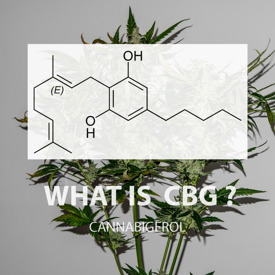 What is Cannabigerol, or CBG, is garnering increasing attention in the realm of cannabis research and wellness communities alike.